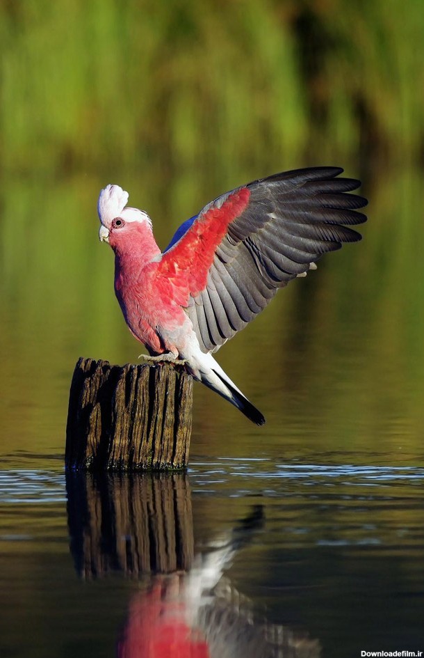 تصاویری زیبا از پرندگان مخصوص تصویر پس زمینه موبایل :: آوای طبیعت