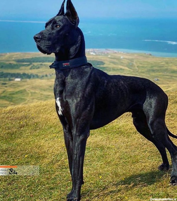 سگ گریت دین بزرگترین سگ محافظ آموزش نگهداری اصالت این نژاد