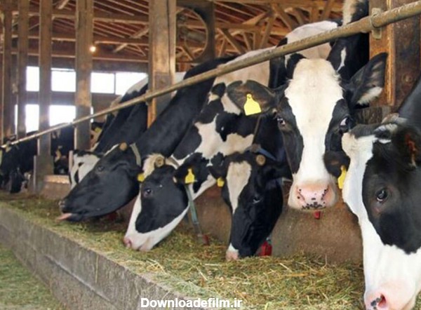 چه نوع تغذیه ای برای گاوهای شیرده مناسب است؟