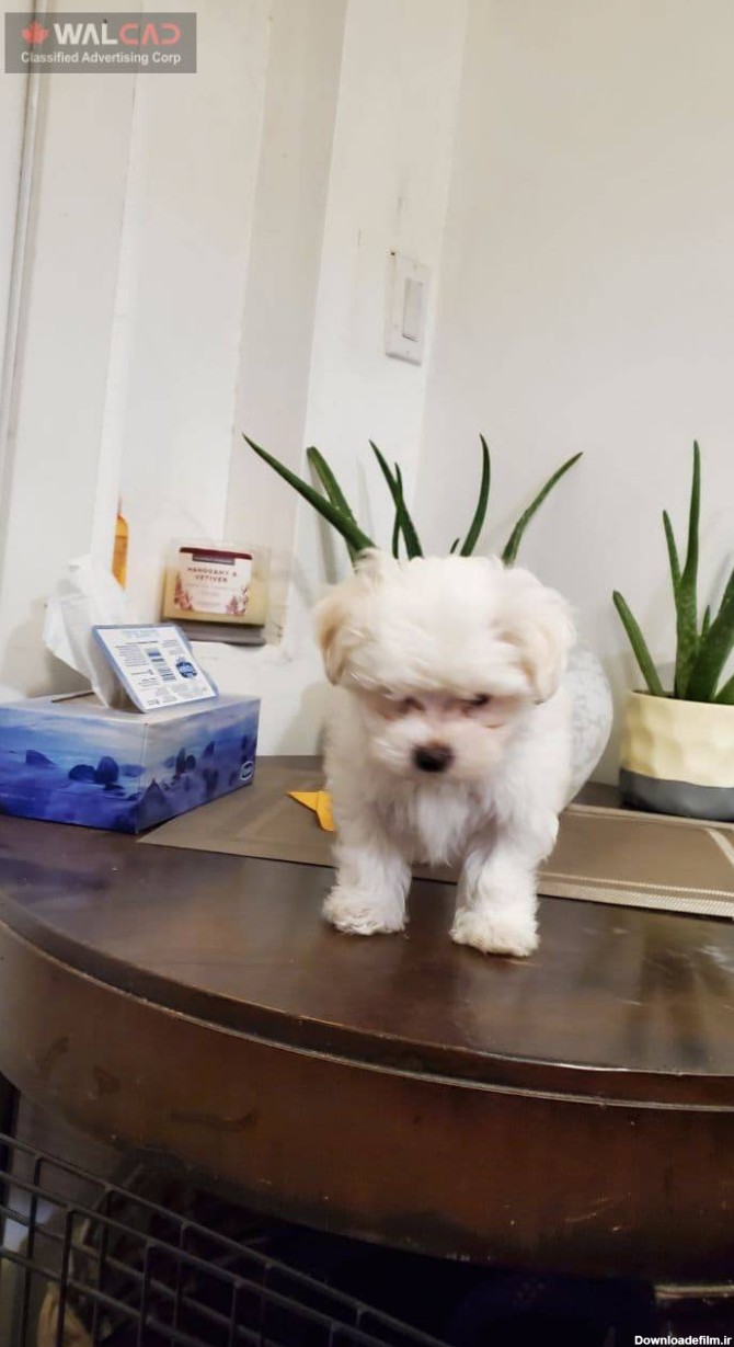سگ پاپی بسیار زیبا از نژاد مالتیز – بزرگترین وب سایت نیازمندیهای ...