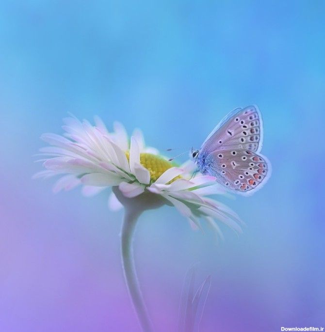 عکس 4k پروانه زیبا روی گل با کیفیت بالا | image 4k ...