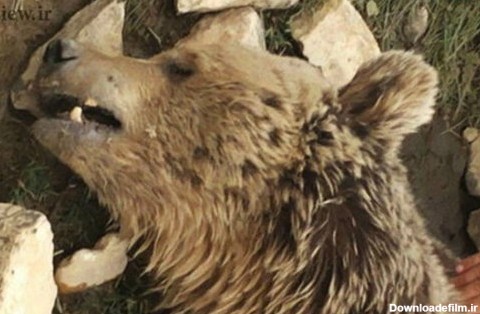 قتل بیرحمانه یک خرس در کرمانشاه - تابناک | TABNAK