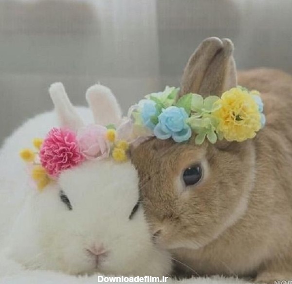 عکس خرگوش زیبا و بامزه