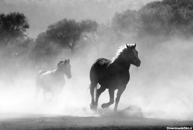 عکس زمینه اسب سفید و سیاه پس زمینه | والپیپر گرام
