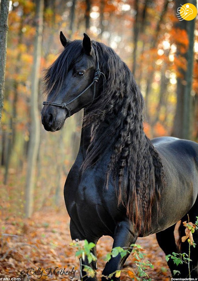 زیباترین اسبِ جهان - تصاوير بزرگ - بهار نیوز