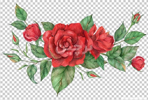 Borchin-ir-red Rose flower with green leaves عکس بدون زمینه گل رز مخصوص طراحی گرافیک۲