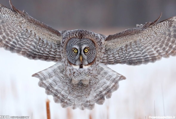 آخرین خبر | عکس/ پرواز جغد خاکستری در طبیعت زمستانی کانادا