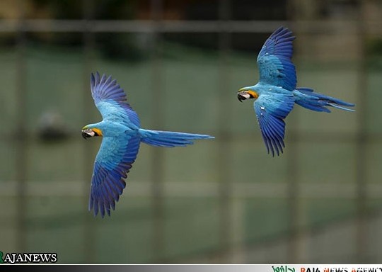 عکس:طوطی های رنگی بر فراز کاراکاس | پایگاه اطلاع رسانی رجا