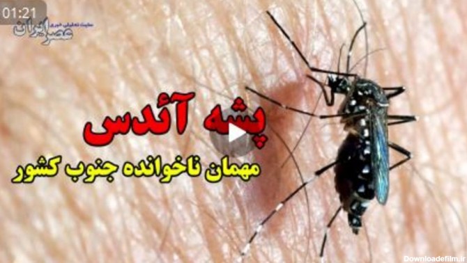 همه آنچه باید درباره پشه مرگبار آئدس در استان هرمزگان بدانید (فیلم)