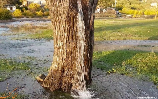 درخت عجیبی که تبدیل به فواره می شود!