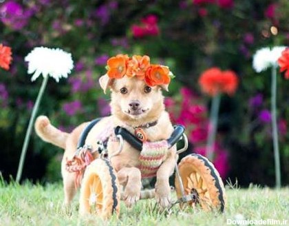 خوشبخت ترین سگ زیبا و معلول دنیا