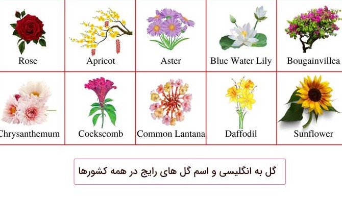 اسم انواع گل در زبان انگلیسی (گل های معروف در کشورهای مختلف) - چرب ...