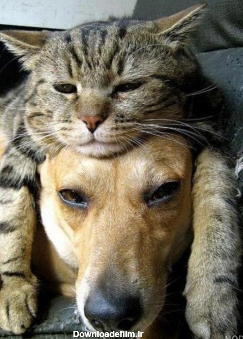 عکس خنده دار سگ و گربه