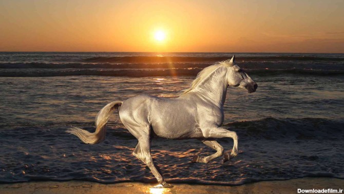 اسب سفید در کنار ساحل