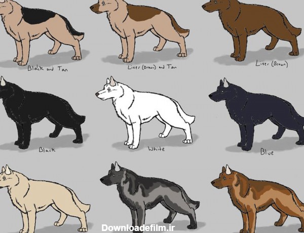 تشخیص اصالت سگ ژرمن شپرد همراه با توضیحات کامل - پت زیپ