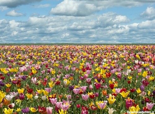 عکس مناظر زیبای بهاری - طبیعت در بهار - عکس های دیدنی و زیبا