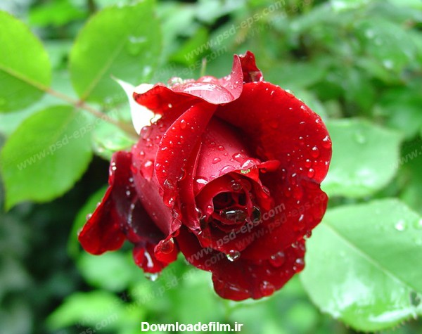 عکس گل رز شبنم