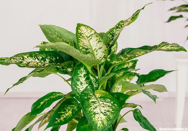 روش نگهداری گیاه دیفن باخیا (Dieffenbachia) | گُل‌سِتان