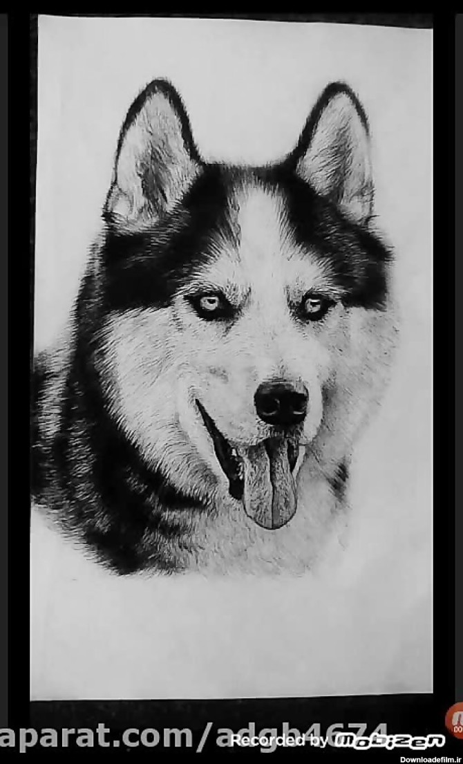 نقاشی من از سگ هاسکی با خودکار مشکی