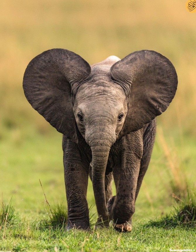 فرارو | عکس روز حیات وحش؛ گوش‌های قلبی یک بچه فیل