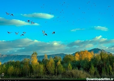 پرواز کبوترها در روزهای پاییزی