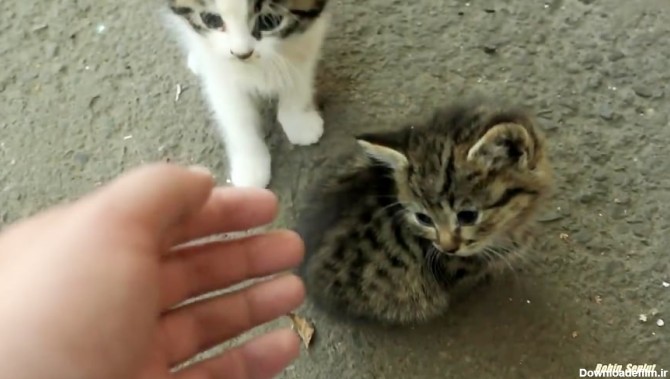 بچه گربه های کوچک کوچک در خیابان