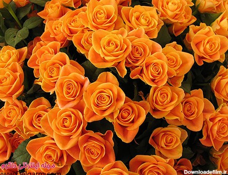عکس گل رز نارنجی واقعی ولی حیرت آور