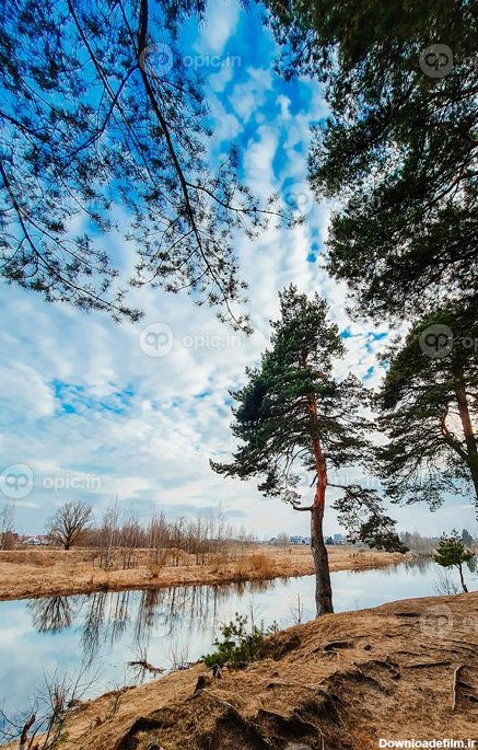 دانلود عکس طبیعت شمال در درختان کاج اوایل بهار بر روی رودخانه | اوپیک