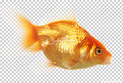 Borchin-ir-gold fish transparent photo01 ماهی قرمز عید_png2