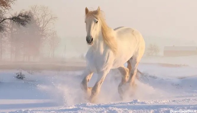 تعبیر خواب اسب: ۲۰ مهم ترین معنای دیدن اسب در خواب