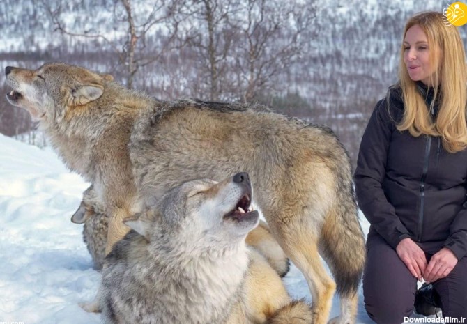 فرارو | (ویدئو) دوستی عجیب یک زن با گرگ‌ها