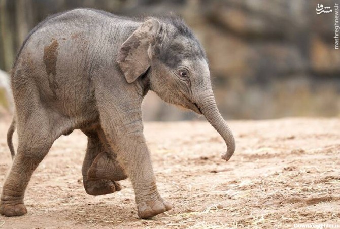 فیلم/ حرکت جالب یک بچه فیل