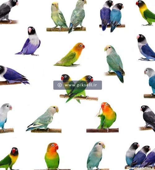 عکس طوطی های برزیلی