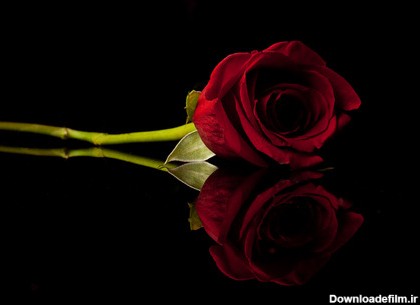 عکسهای بسیار زیبا و دیدنی از گل سرخ
