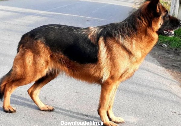 فرارو | قیمت های عجیب سگ ژرمن شپرد