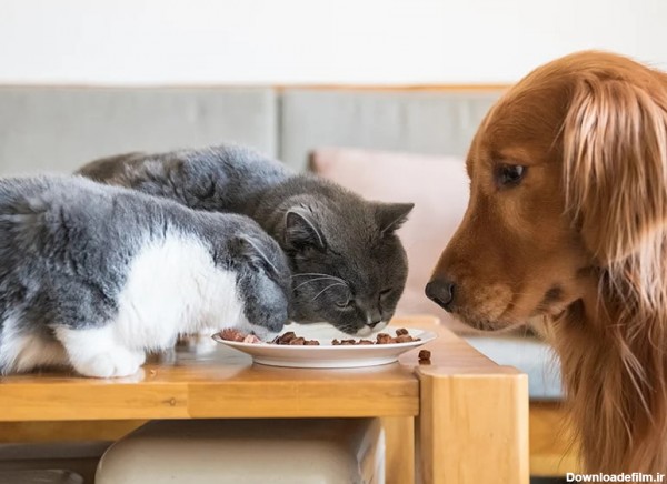 آیا گربه‌ها می‌توانند از غذای سگ بخورند؟ - پت شاپ اسکای پت