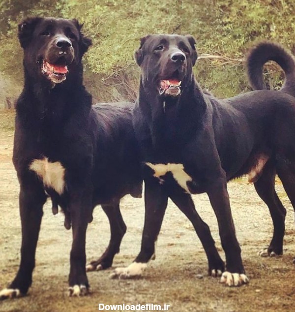 عکس سگ سرابی سیاه و سفید