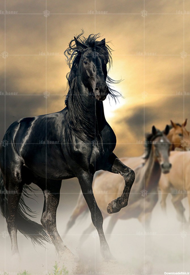 تابلو عکس اسب سیاه - فروشگاه ایده هنر | خرید کادو و دکور خانه