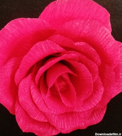 خرید و قیمت گل رز با کاغذ کشی در انواع رنگ ها از غرفه گل و گیره ی ...