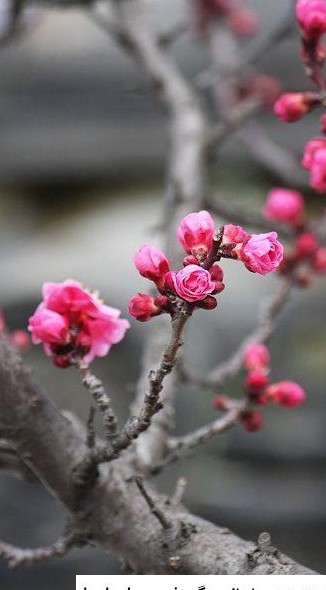 عکس بهار پسرانه ❤️ [ بهترین تصاویر ]