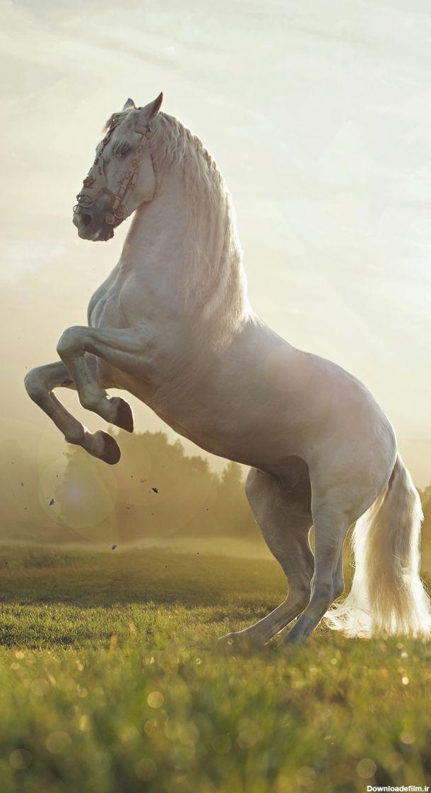 عکس اسب سفید زیبا برای گوشی موبایل