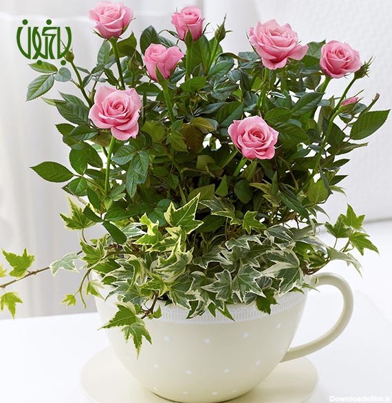 گل ساناز (رز مینیاتوری) – Rosa chinensis – باغبون | فروشگاه و مرجع ...