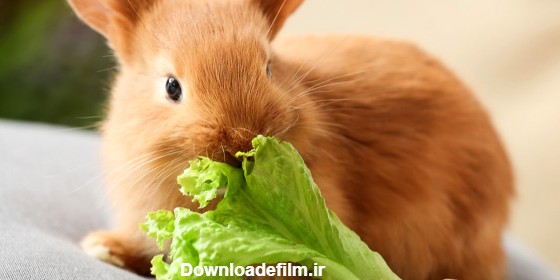 اصول تغذیه مناسب خرگوش خانگی - پت‌پزشک