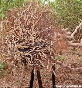 بررسی و اجراء فن آوری توپ ریشه در کاشت درختان