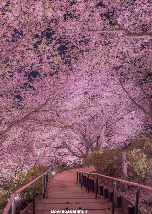 بالاترین: تصاویری از شکوفه های گیلاس زودهنگام در ژاپن
