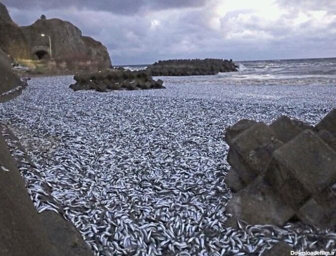 ببینید | تصاویر تلخ از تلف شدن صدها ماهی در ساحل گناوه