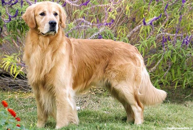 سگ گلدن رتریور , golden retriever , قیمت توله گلدن - 3