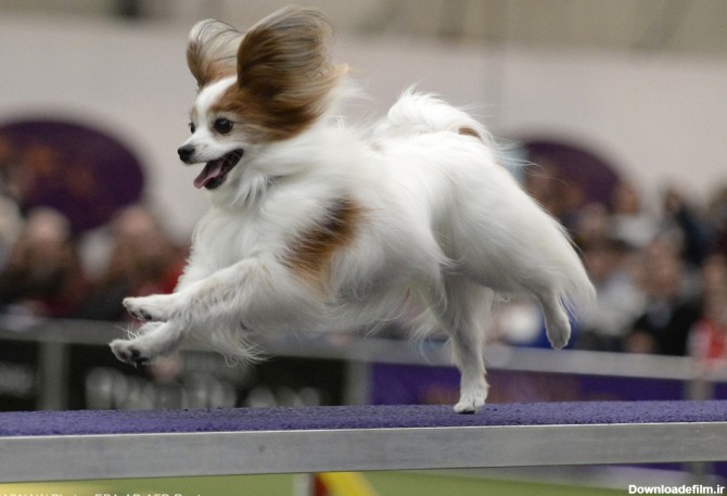 مسابقات بهترین سگ‌ها در آمریکا - تابناک | TABNAK
