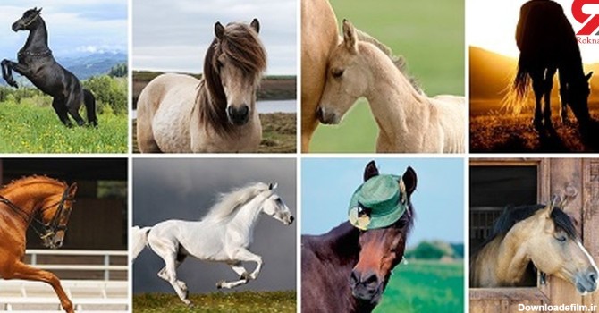 تست : کدام اسب را بیشتر دوست دارید؟  / اگر عاشق هستید انتخاب کنید !