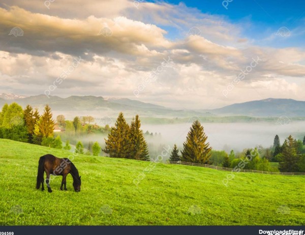 اسب چرای در چمن زار در دره کوه اوکراینی صبح زود 1204569